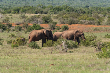 Beautiful African Elephants in the Southern African terrain on a warm and sunny day in a local game park