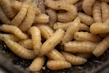 Larvae of meat flies. Bait for fish.