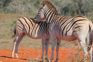 Beaitiful African Zebras on a warm sunny day in a game park in South Africa