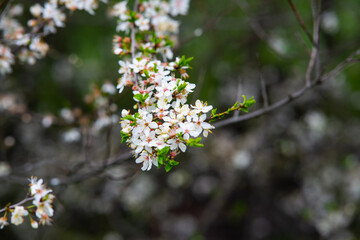 spring flowers
