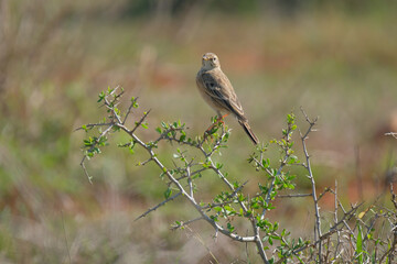 Berthelot's pipit perched on a Devil Thorn Tree in a game park in Southern Africa, on a warm and sunny day