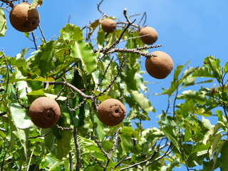 Brazil nut tree in Amazon rainforest (Bertholletia excelsa) Lecythidaceae family.