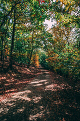 Obraz premium Beautiful autumn colors - forest