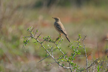 Berthelot's pipit perched on a Devil Thorn Tree in a game park in Southern Africa, on a warm and sunny day