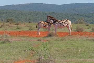 Fototapeta premium Beaitiful African Zebras on a warm sunny day in a game park in South Africa