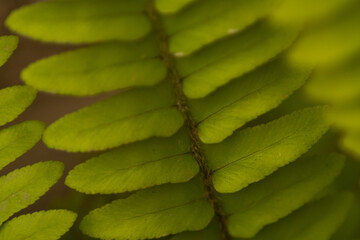MACRO PHOTOGRAPHY OF PATTERN OF FILICOPSIDA LEAFS