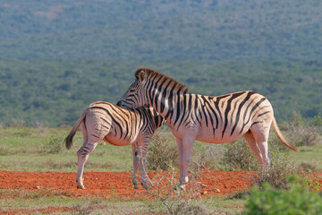 Beaitiful African Zebras on a warm sunny day in a game park in South Africa