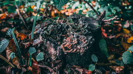 Beautiful autumn forest mushrooms