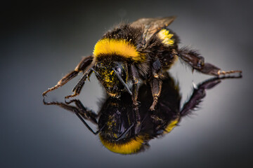 Bumble Bee on reflective surface Macro