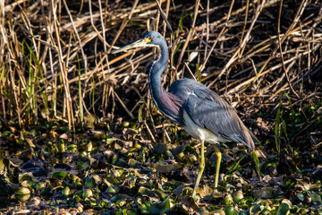 Adult tricolored heron fishing in the pond alone
