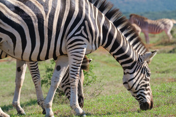 Fototapeta na wymiar Beaitiful African Zebras on a warm sunny day in a game park in South Africa