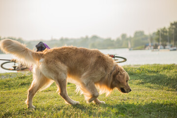 dog walking on grass next to the beach