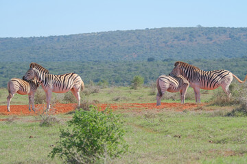 Fototapeta na wymiar Beaitiful African Zebras on a warm sunny day in a game park in South Africa