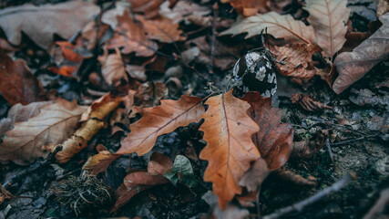 Beautiful autumn forest mushrooms