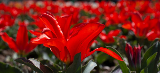 Flowers. Red tulips. 