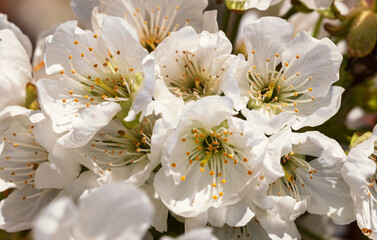 Kirschblüte