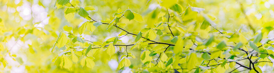 Beautiful panoramic spring scenery with green leaves and bokeh background