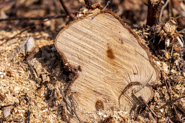 Felled tree strain with lines..