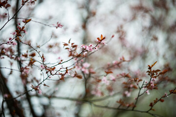 spring flowers
