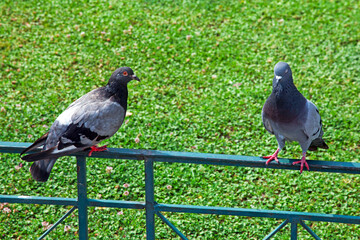 2 pigeons (Columba livia) on the fence against green backgound