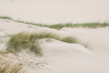 beach grass in young sandy dunes on the Wadden Isle of Vlieland