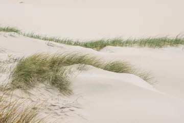 Poster beach grass in young sandy dunes on the Wadden Isle of Vlieland
