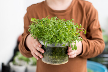 a little boy holds a pot of green seedlings in his hands. gardening and planting in spring