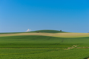 Fototapeta na wymiar des champs agricoles de ble et de mais vallonée avec du bleu, du jaune et du vert - un typique paysage de campagne française