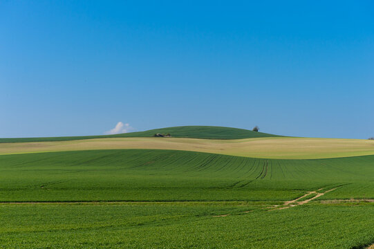 des champs agricoles de ble et de mais  vallon&eacute;e avec du bleu, du jaune  et du vert -  un typique paysage de campagne fran&ccedil;aise