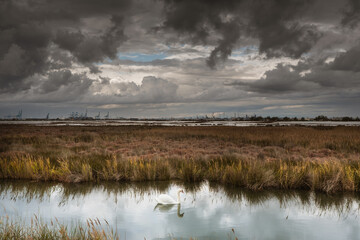 un Cygne nage à Port Saint Louis  devant le terminal Petrolier d l'etang de berre site petrochimie 