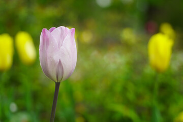 Fototapeta premium Tulips photographed on a beautiful spring day.