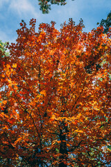 Amazing autumn colors, forest, mountains