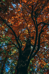 Amazing autumn colors, forest, mountains