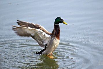 duck on a wild lake, beautiful drake, bright colors, spreads its wings, clear water, beautiful nature