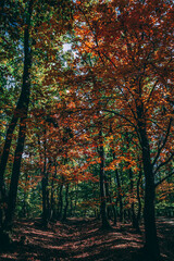 Fototapeta premium Amazing autumn colors, forest, mountains