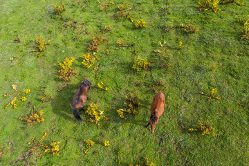 Horses on a green meadow view from a drone