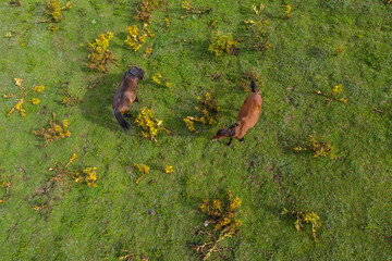 Horses on a green meadow view from a drone
