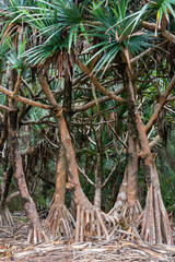 Saint-Philippe, France - juni 2019