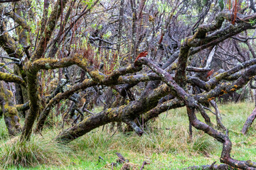 Sainte-Rose, France - juni 2019