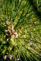 Macro greens