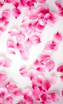 Pink peach blossom petals are scattered on a white background.