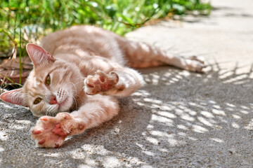 Fototapeta premium Close up portrait of young orange ginger striped cat streches after sleep in the garden in a sunny day. Beautiful funny kitten. Selective focus.