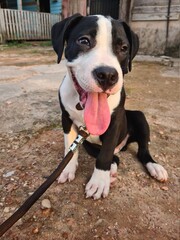 jack russell terrier