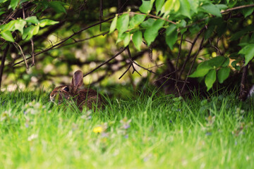 Naklejka na ściany i meble Wild rabbit in the shade.