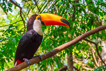 Fototapeta premium toucan bird