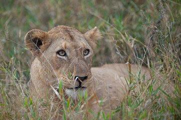 A female lion seen on a safari in South Africa