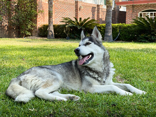 Husky Resting in a Garden. Pet concept.