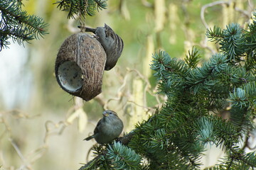 Two sparrows eating coconut in early springtime