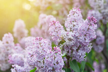 Blooming tender lilac, violet blue flower closeup at spring sunlight, natural background, pastel romantic color