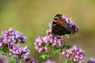 The butterfly of Tortoiseshell sitting on a flower.